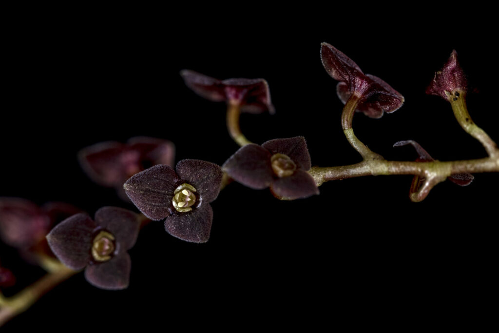 Orquídea epífita del género Stelis. Foto: James Muchmore.
