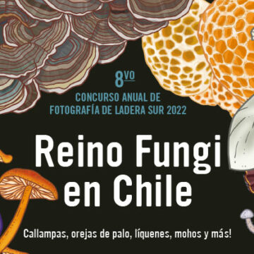 <strong>Bases 8vo Concurso de Fotografía de Ladera Sur “Reino Fungi en Chile” 2022 – ¡Todos a participar!</strong>