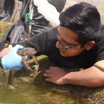 PERÚ: Luis Castillo, el herpetólogo que busca salvar a dos especies de ranas que habitan en la Reserva Nacional de Junín