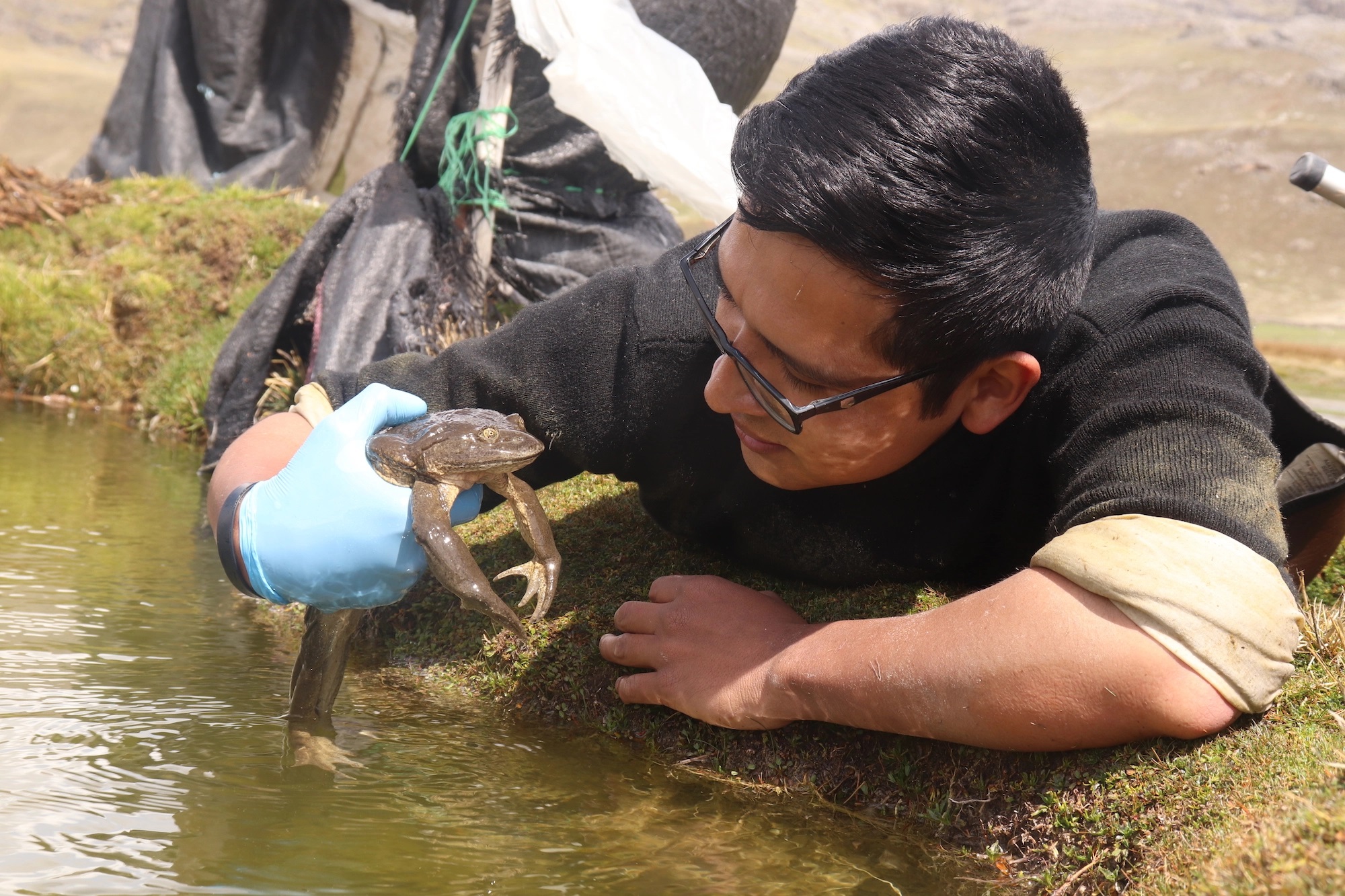 PERÚ: Luis Castillo, el herpetólogo que busca salvar a dos especies de ranas que habitan en la Reserva Nacional de Junín