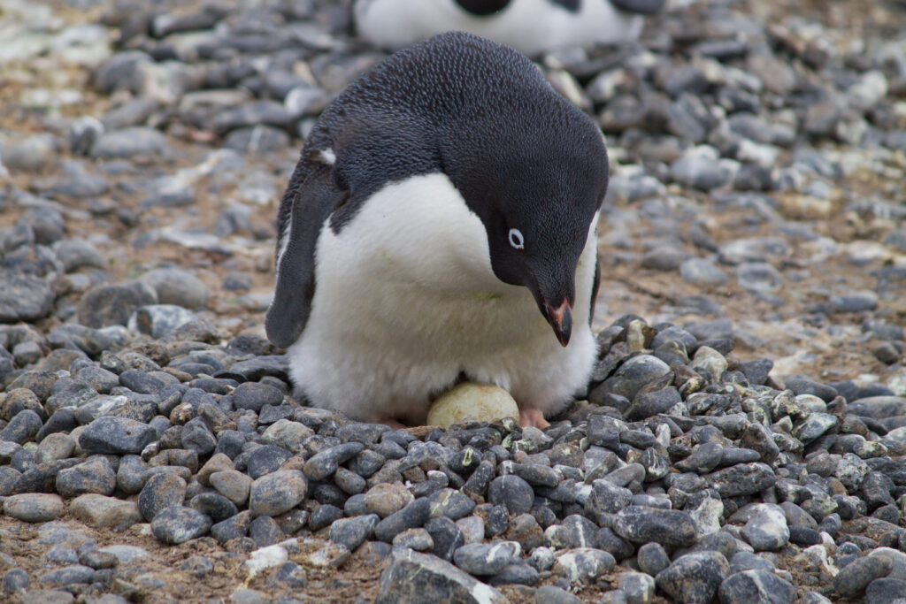 Pingüino adelia. Créditos: ©Evelyn Pfeiffer