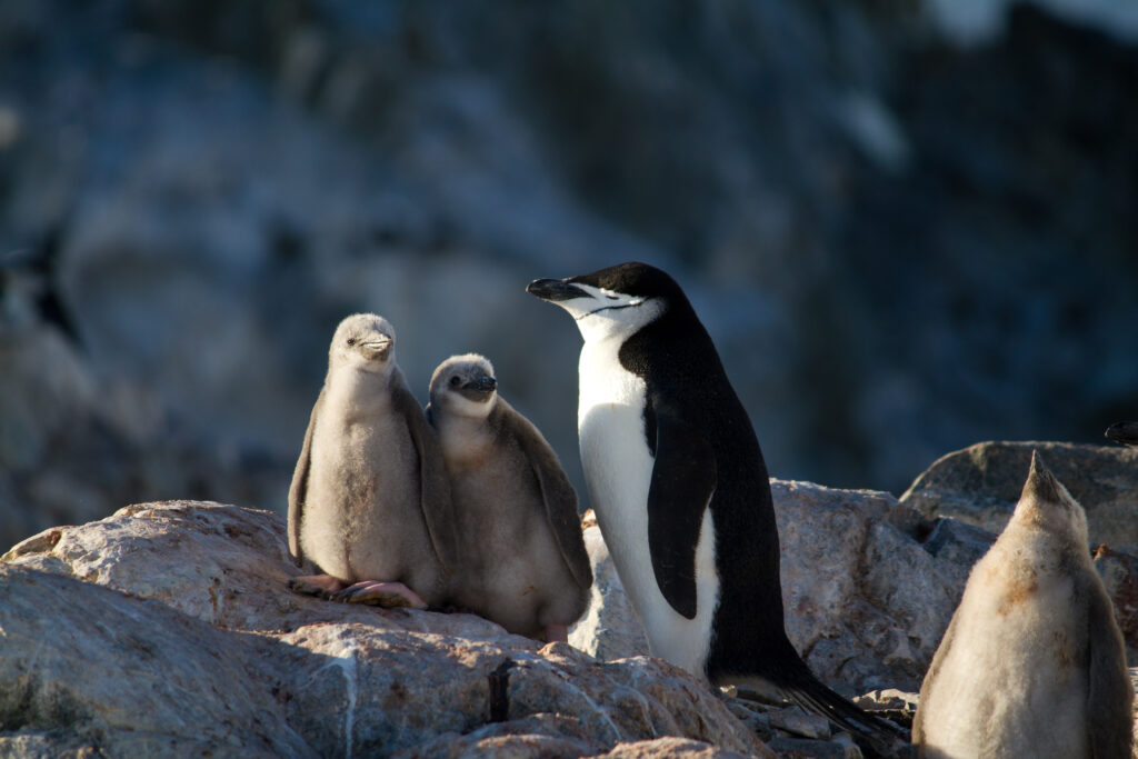 Pingüinos Barbijo en Hydrurga Rocks. Créditos: ©Evelyn Pfeiffer