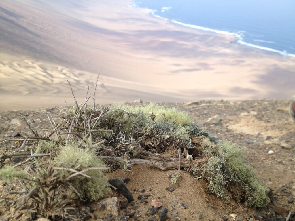 Biodiversidad de los suelos. Créditos: Centro de Genómica, Ecología & Medio Ambiente (GEMA)