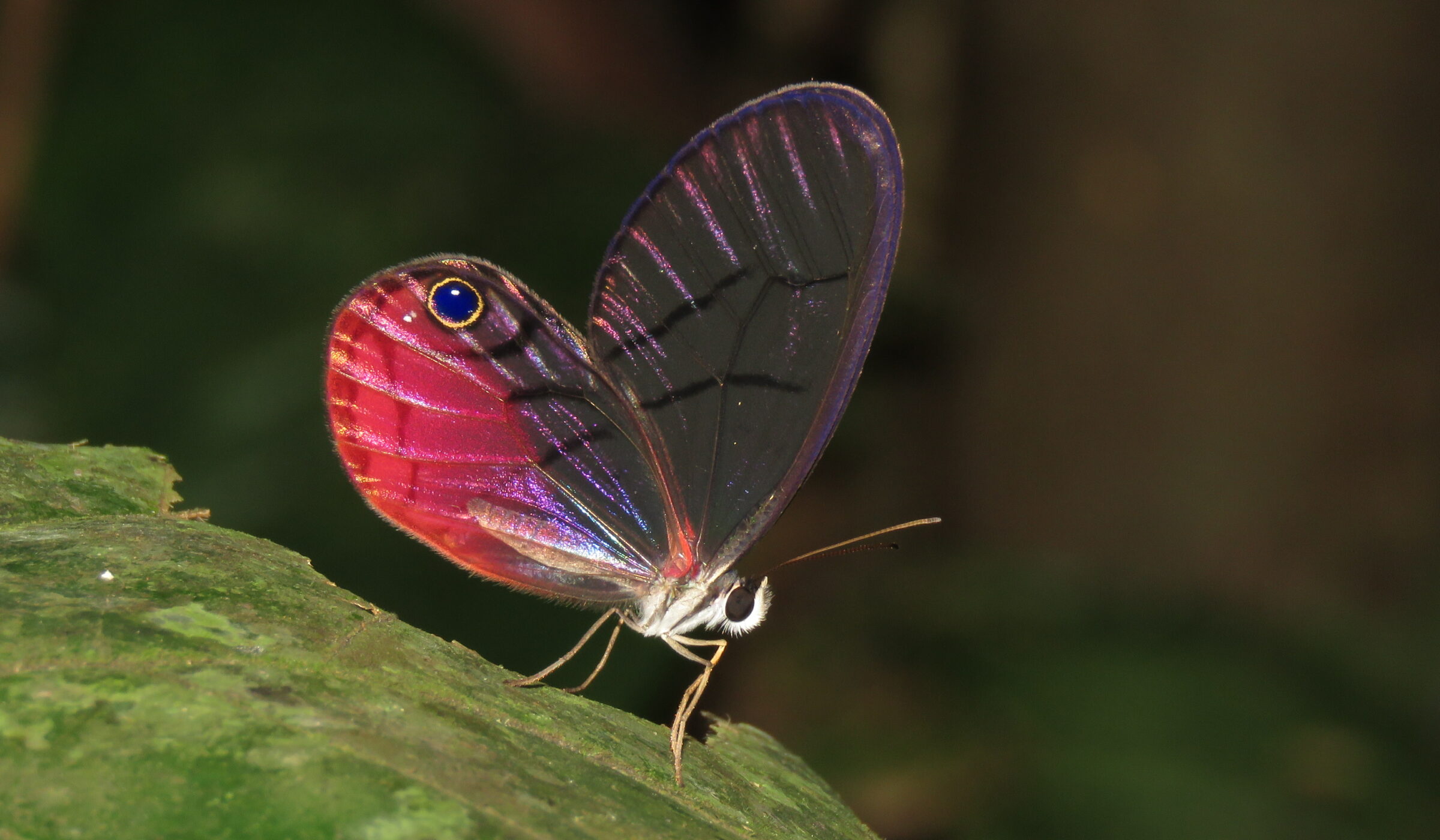 Colombia se ratifica como el país más diverso en mariposas con 3.877 especies