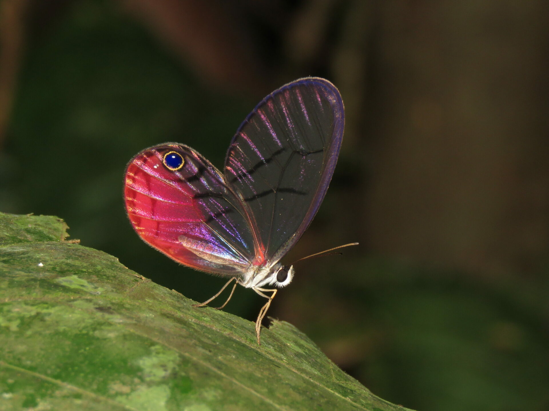 Colombia se ratifica como el país más diverso en mariposas con 3.877 especies