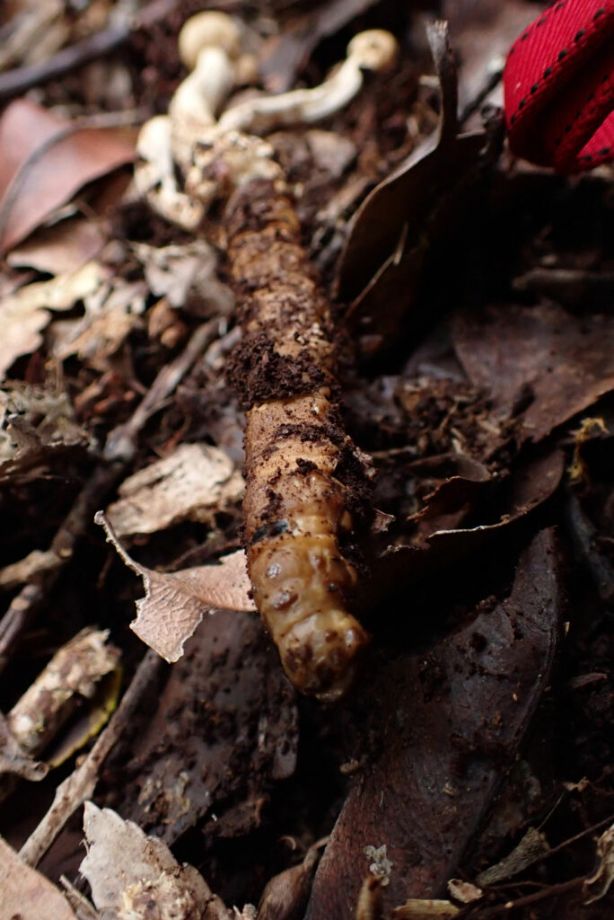 El desarrollo de esta especie ocurre sobre larvas de lepidópteros en suelo de bosque nativo. Créditos Dinelly Soto