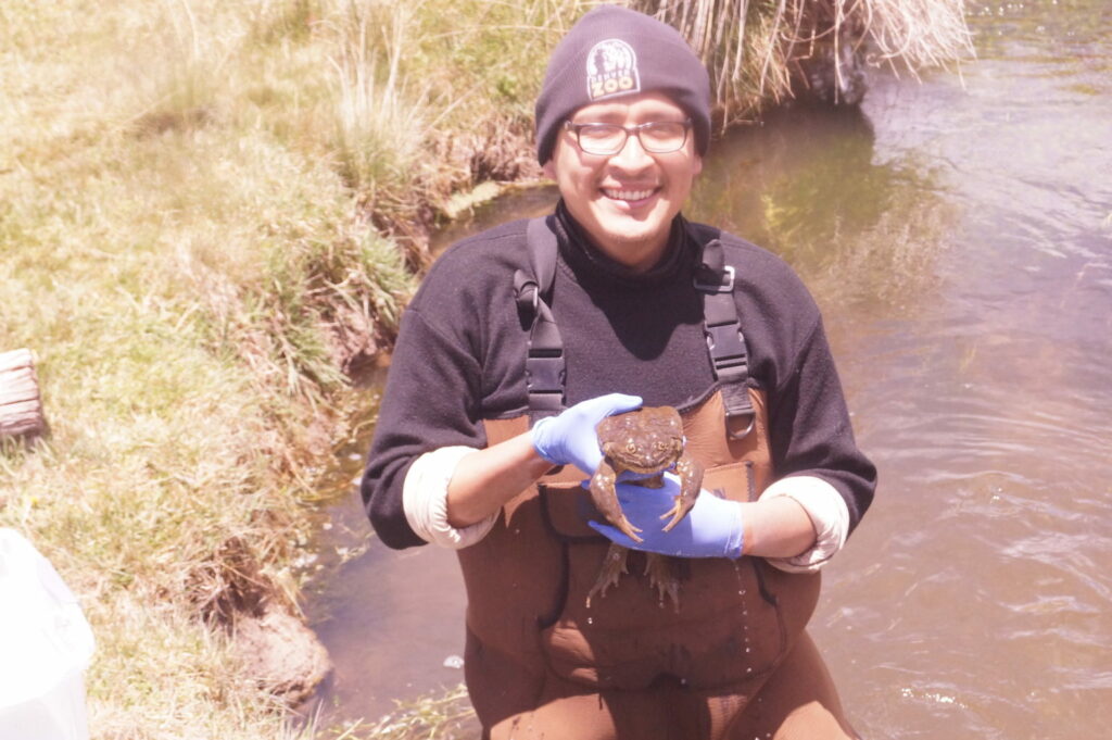 Luis Castillo durante su trabajo de campo con la rana gigante del lago Junín. Foto: Cortesía Luis Castillo.