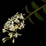 Epidendrum bicentenarium. Jardín Botánico Lankester
