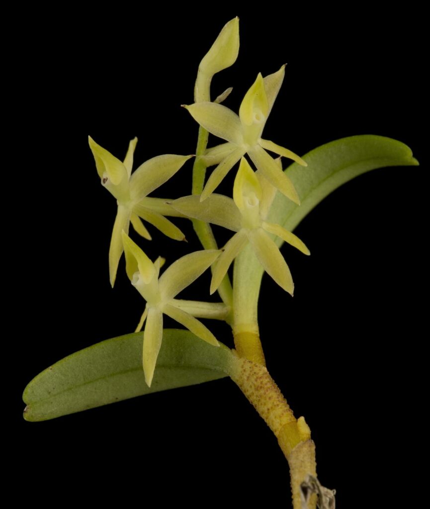 Epidendrum santaelenae. Jardín Botánico Lankester