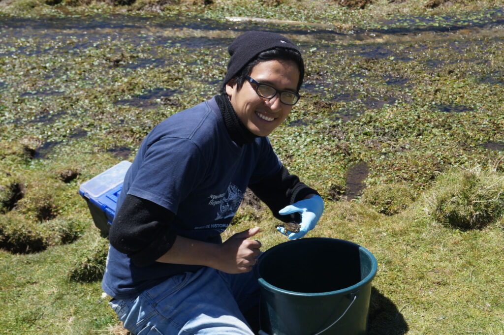 Luis Castillo trabaja para evitar la desaparición de la rana gigante del lago Junín y la rana ribereña de Junín. Foto: Cortesía Luis Castillo.