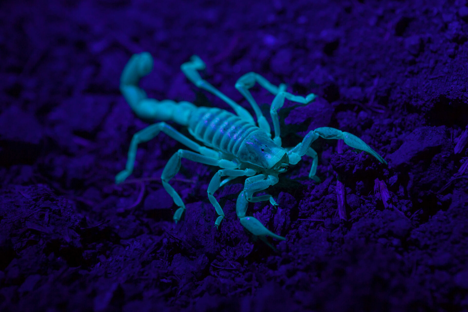 Inventario Nacional de Biodiversidad descubre 104 nuevas especies de arácnidos e insectos