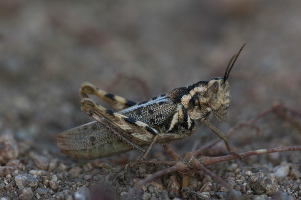 Ommexechidae n. sp. 1 (Orthoptera: Ommexechidae)