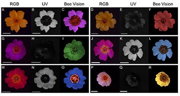 Flores de Cistanthe longiscapa de diferentes colores en espectro visible para el ojo humano, bajo luz ultravioleta y representadas como las vería una abeja. Créditos: Instituto de Ecología y Biodiversidad