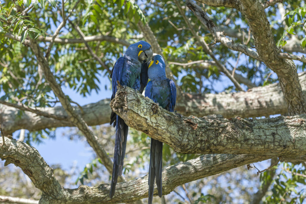 Guacamayos azules - André Dib WWF-Brasil