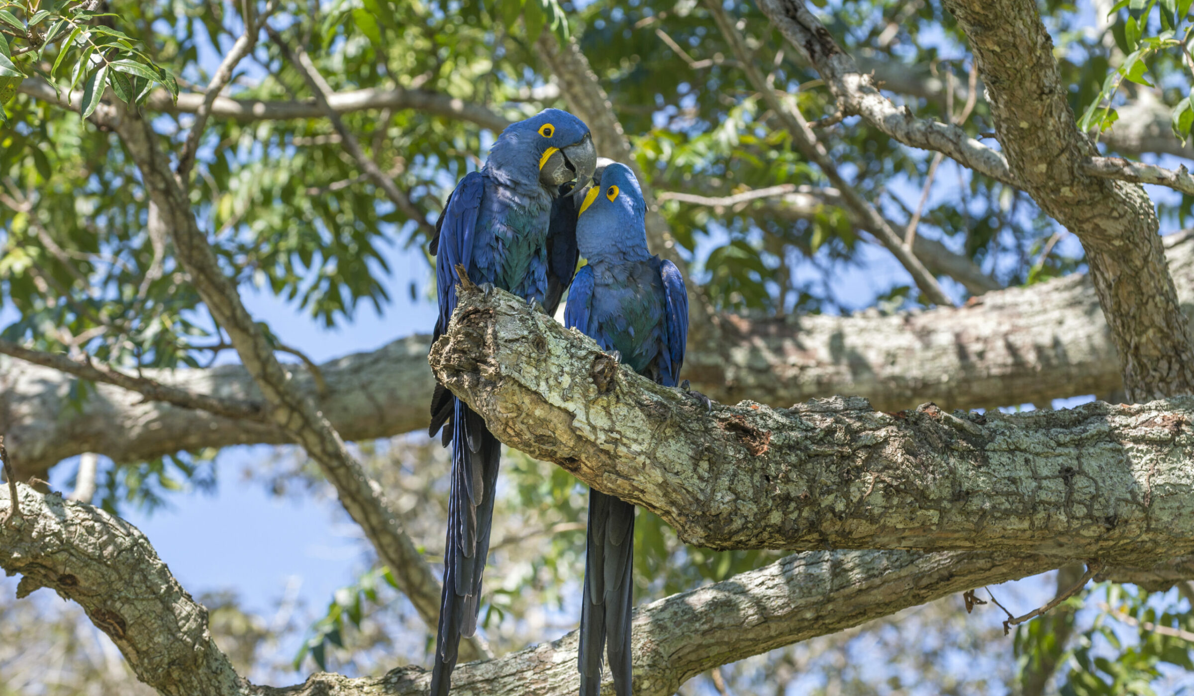 Iniciativas buscan recuperar el Pantanal, el humedal tropical más grande del mundo