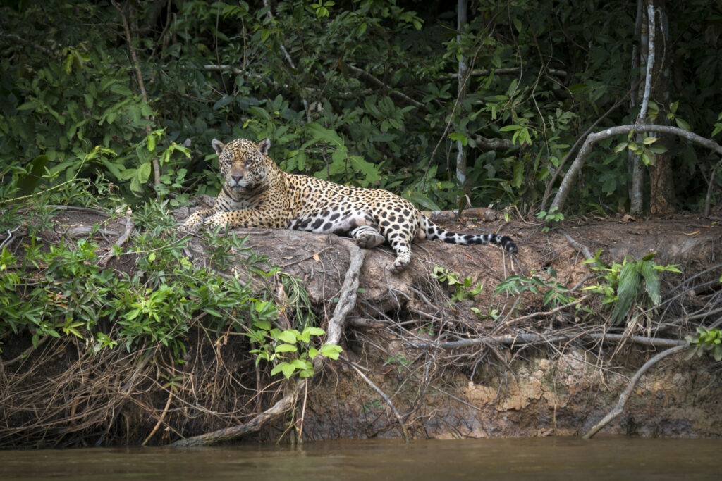 Jaguar_Foto_de_André-Dib-WWF_Brasil