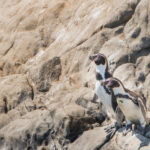El pingüino de Humboldt (Spheniscus humboldti) es una de las aves marinas más representativas que habita en Pisagua. Esta especie aprovecha la gran abundancia de peces para alimentarse y forma parte de las 11 especies de aves marinas que se reproducen en el área, utilizando Punta Pichalo como zona para nidificar. Esta especie es considerada como vulnerable por la UICN. Créditos: “Oceana I Mauricio Altamirano”