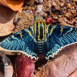 Nueva especie mariposa Bolivia