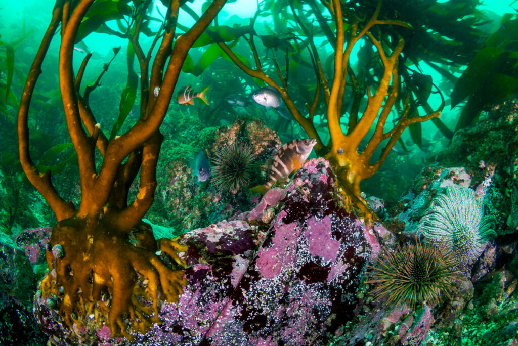 Bajo las aguas de Pisagua existen densos bosques submarinos de huiro palo (Lessonia trabeculata) que albergan una gran diversidad de especies que buscan refugio y alimento. Peces como el bilagay (Cheilodactylus variegatus) o el erizo rojo (Loxechinus albus) son algunas de las especies que se pueden encontrar en estos hábitats. Créditos: Oceana I Eduardo Sorensen