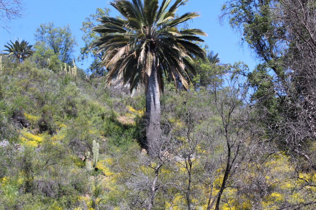 Palma chilena (Jubaea chilensis) en Parque Nacional La Campana. Créditos: ©Tamara Núñez
