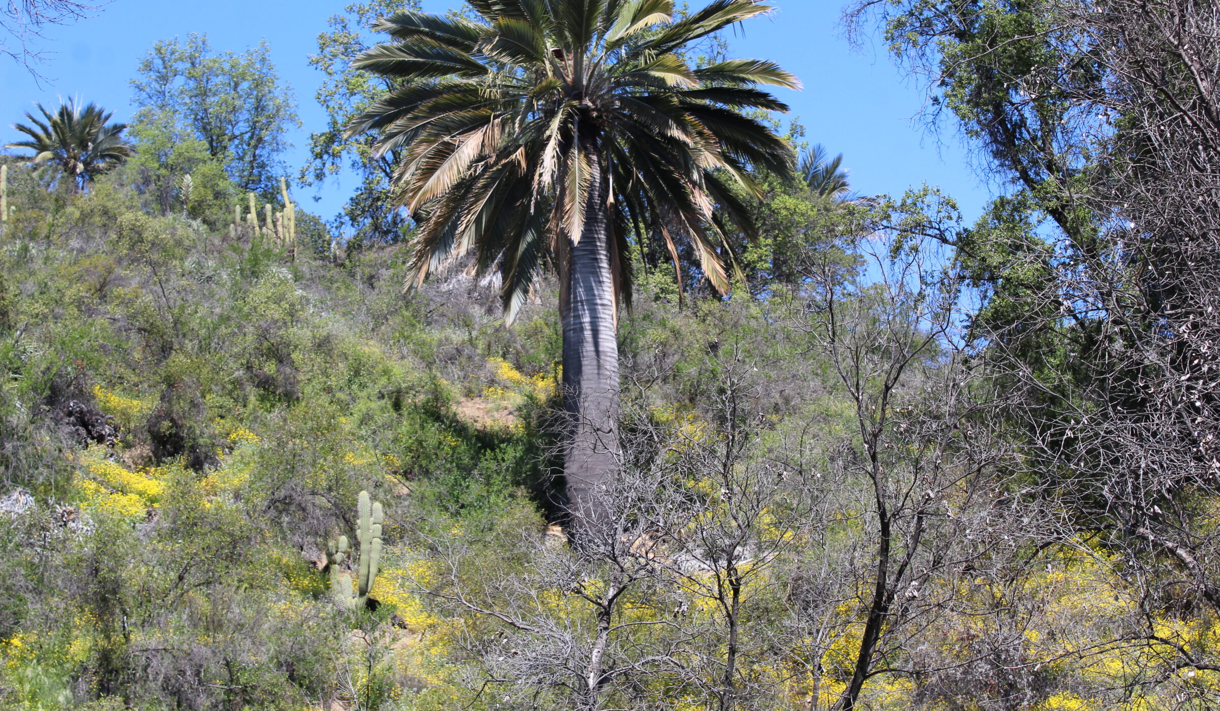 ¡Adivina qué árbol es! Una pista: a los 60 años llega recién a su edad reproductiva