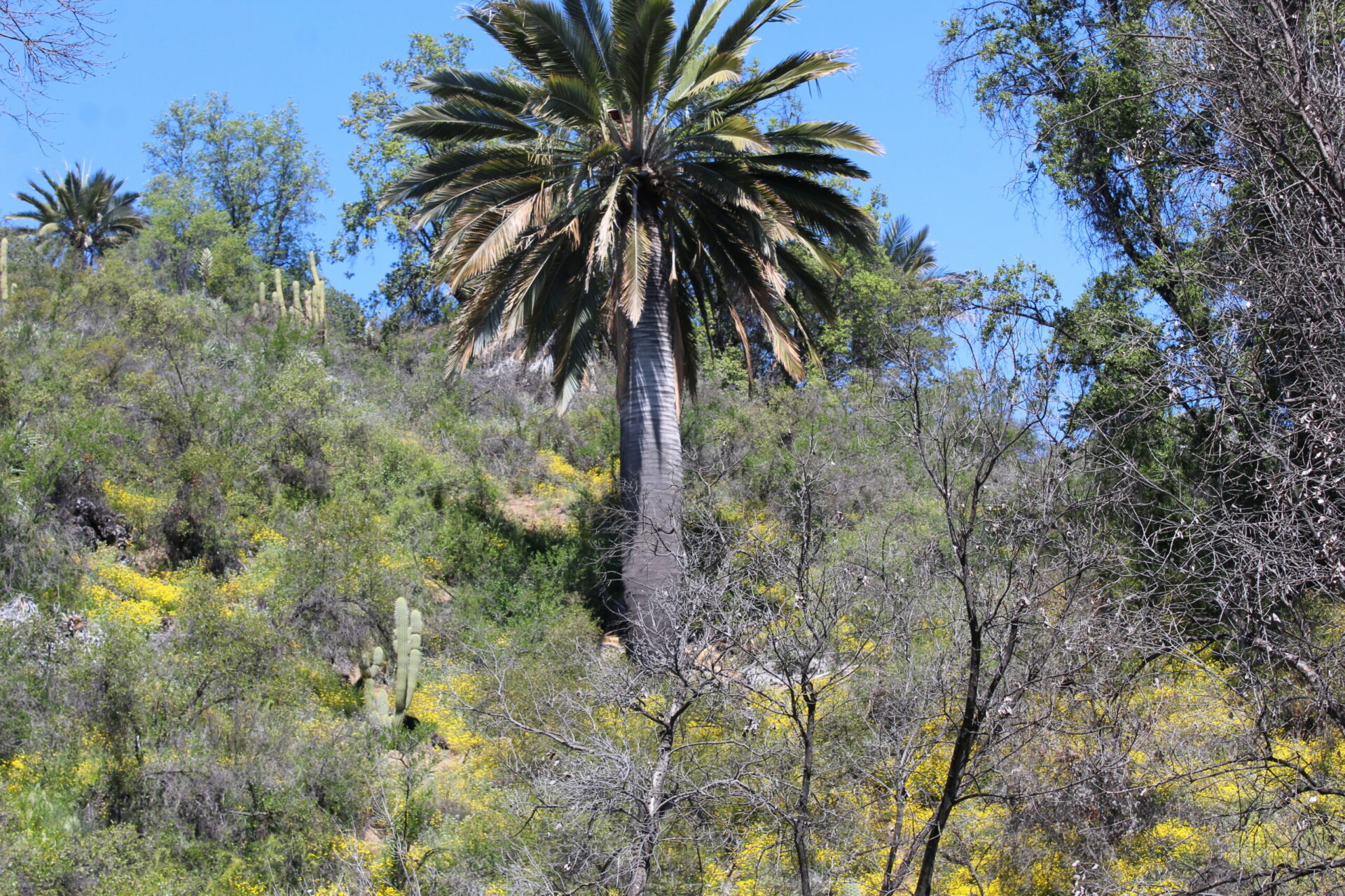 ¡Adivina qué árbol es! Una pista: a los 60 años llega recién a su edad reproductiva