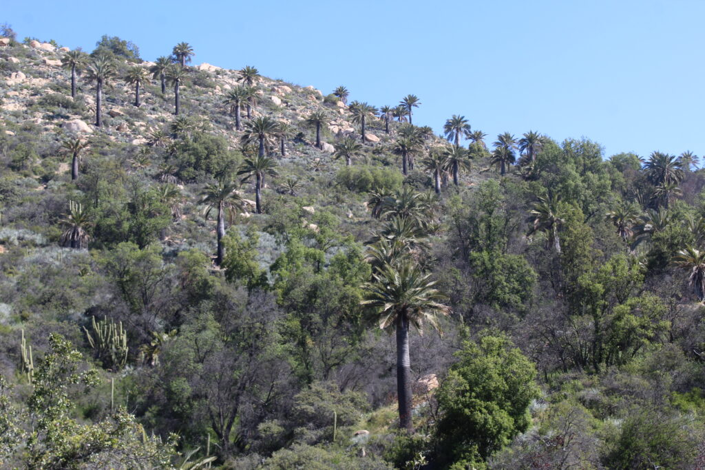 Palmas chilenas (Jubaea chilensis) en Parque Nacional La Campana. Créditos: ©Tamara Núñez