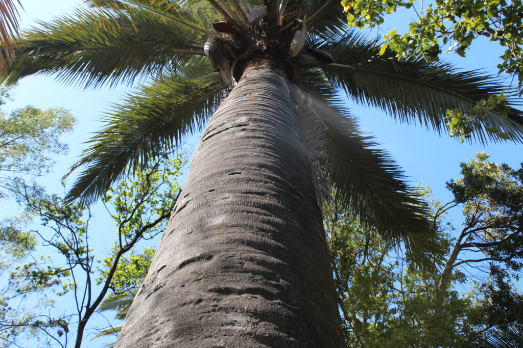 Palma chilena (Jubaea chilensis) en Parque Nacional La Campana. Créditos: ©Tamara Núñez