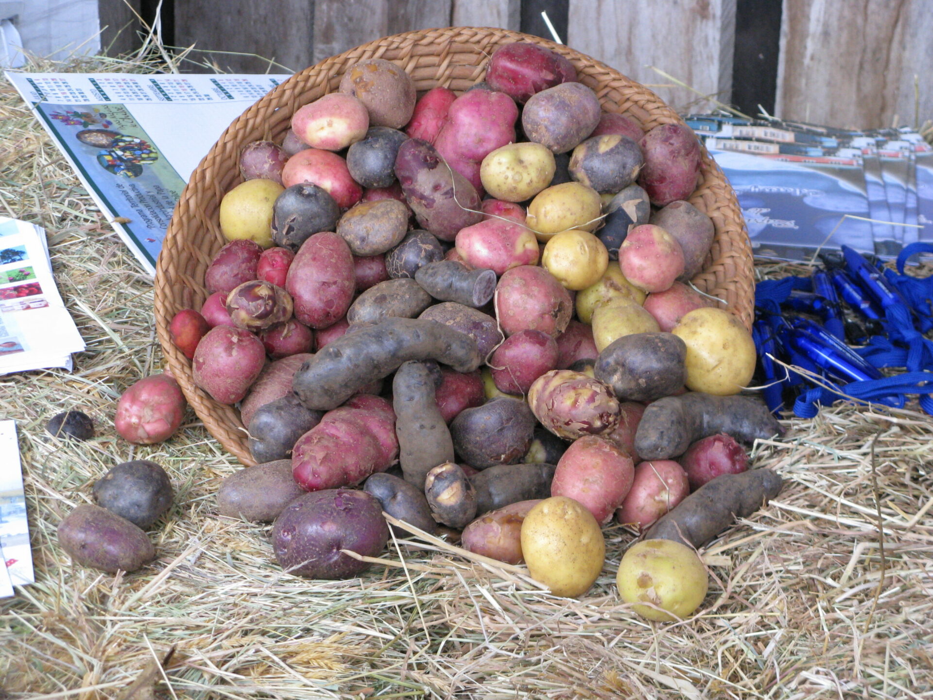 El origen de las papas y su importancia cultural: el superalimento de la cordillera de los Andes