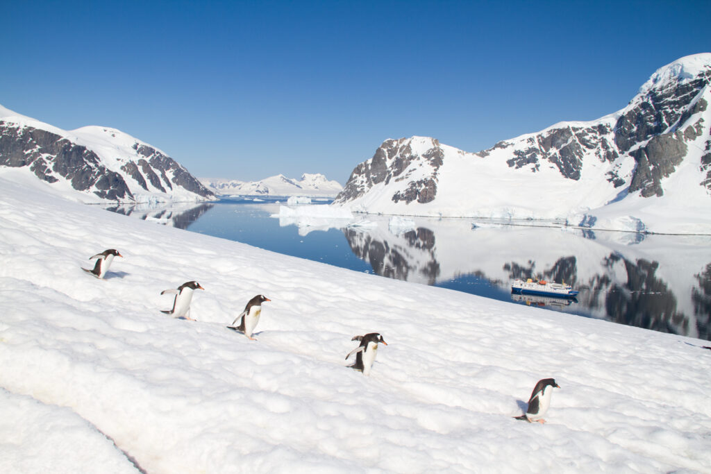 Pingüinos Papua en Isla Danco. Créditos: ©Evelyn Pfeiffer