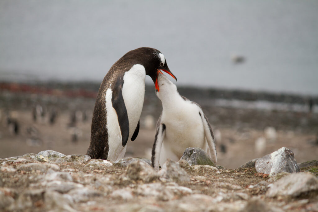 Pingüino Papua y pichones en Islas Aitcho. Créditos: ©Evelyn Pfeiffer