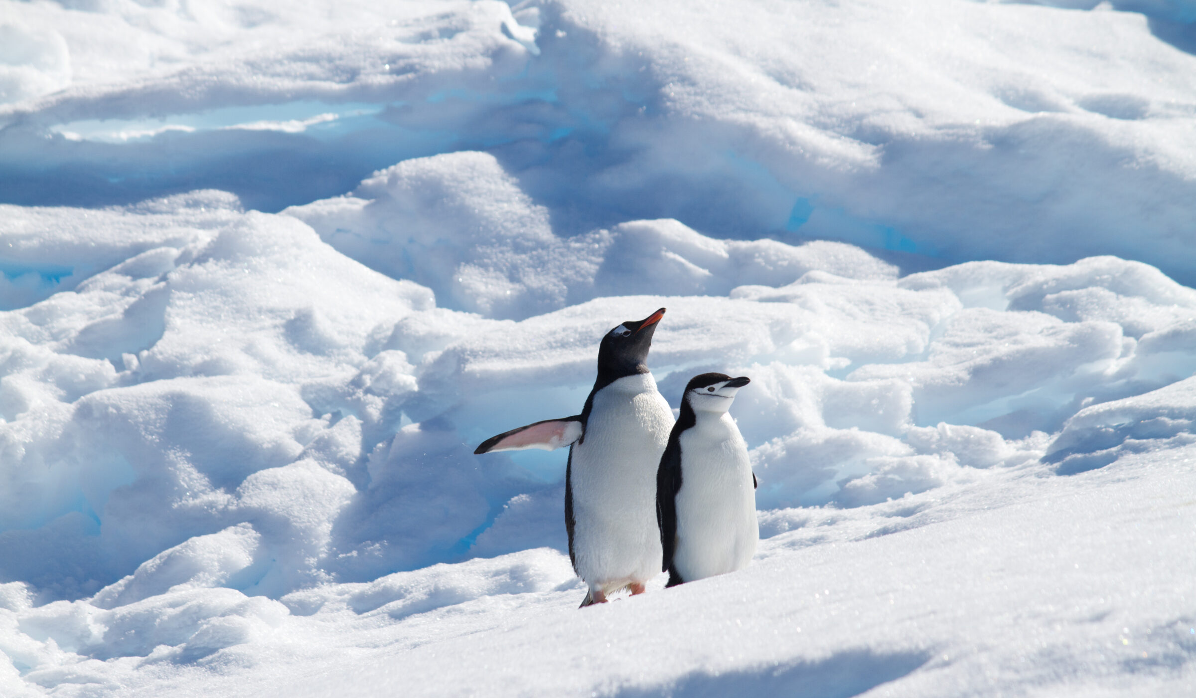 <strong>Futuro incierto: los pingüinos antárticos y su lucha por sobrevivir</strong>