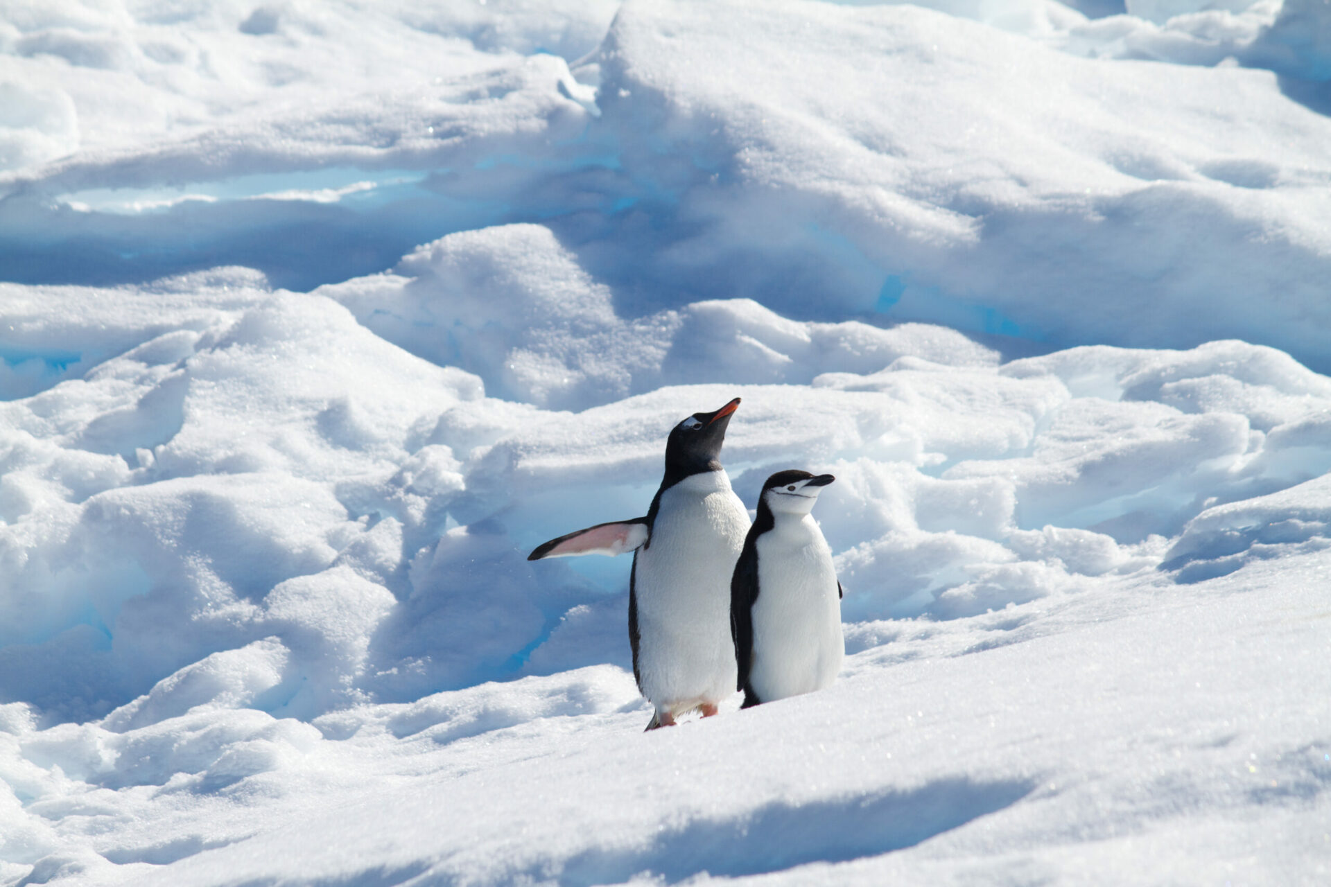 <strong>Futuro incierto: los pingüinos antárticos y su lucha por sobrevivir</strong>