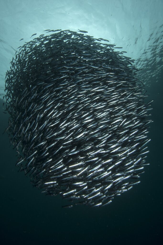 Grandes cardúmenes de anchoveta pueden observarse en el Mar de Pisagua, una especie que cumple un rol clave en el ecosistema, siendo uno de los principales alimentos para ballenas, delfines, lobos y aves marinas, y que además representa uno de los principales recursos pesqueros de la zona. Créditos: Oceana I Marensepia