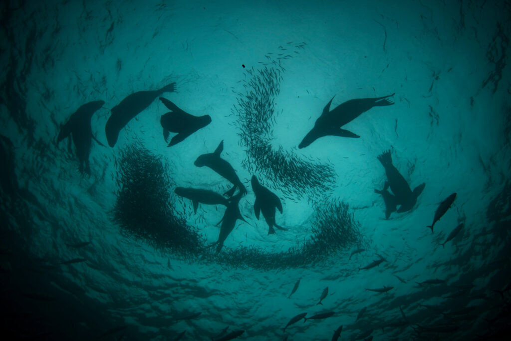 Las aguas de la costa de Pisagua albergan una gran abundancia de anchovetas, alimento esencial que permite sostener una de las más grandes colonias de lobo marino común (Otaria byronia) y de lobo fino austral (Arctocephalus australis) que habitan en el norte de Chile, y uno de los pocos sitios en que se observan ambas especies.