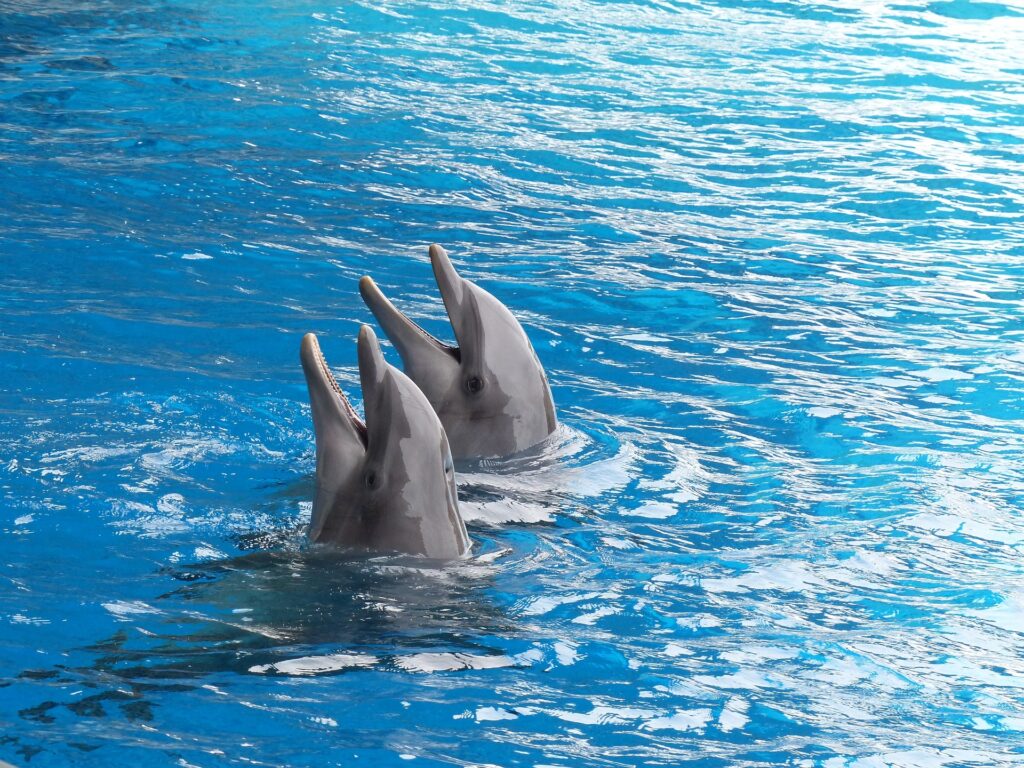 Delfines en cautiverio dentro de un delfinario. Es común que esta posición se adopte cuando esperan un premio de vuelta por haber logrado una maniobra. Créditos: Pixabay
