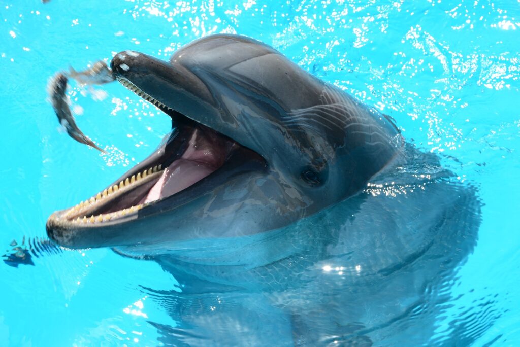 La especie de delfín Tursiops Truncatus del Atlántico se ha capturado fácilmente en aguas poco profundas del Golfo de México y Florida. Para ello se utiliza lanchas que acorralan al grupo. Una vez rodeados, se encierran en una red. Al cerrarse la red, los delfines comienzan a tirarla, aumentando el riesgo de quedar atrapados en ella y de ahogarse. Luego suben uno a uno a los animales al bote para medirlos, examinarlos y seleccionarlos según las necesidades de los delfinarios: Los más grandes se seleccionan con fines de reproducción y los jóvenes de 3 a 5 años para entrenamiento. Créditos: Pixabay