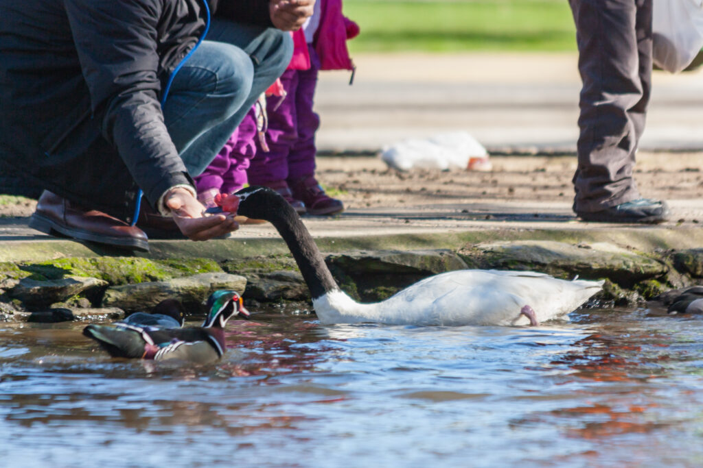 Personas alimentando a cisne en laguna artificial. Créditos: Francisca Santamaría @franciscasantamariaphoto