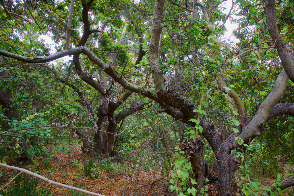 Los bosques de Zapallar albergan más de 400 especies de vegetación nativa. Foto: Nélida Pohl
