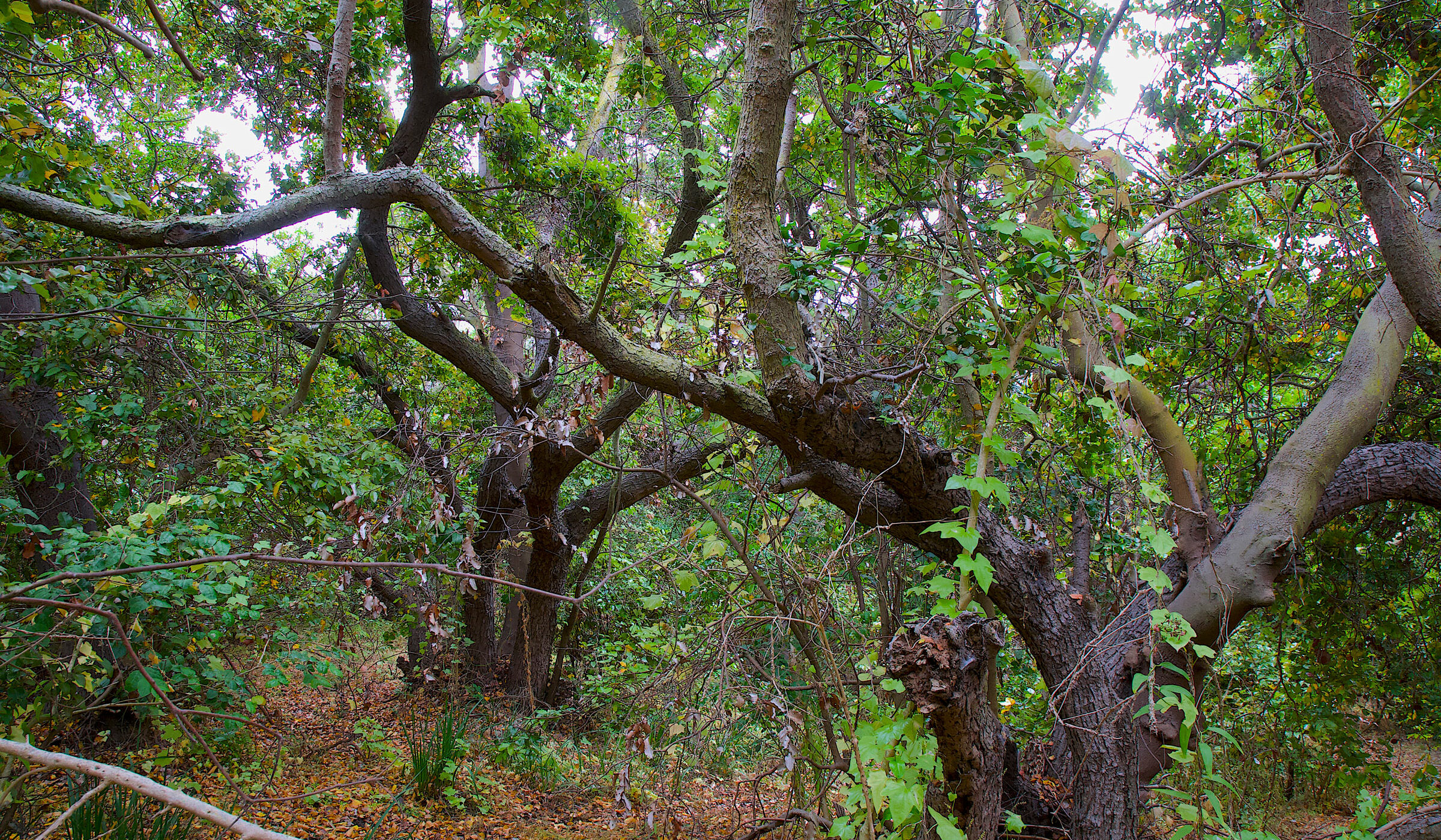 <strong>Bosques de Zapallar: refugio natural contra el cambio climático </strong>