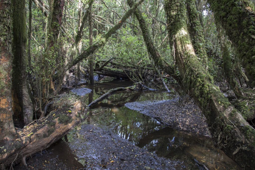 Bosque, humedal del río López. Créditos Fiorenza Marinkovic/ Cortesía Andeshandbook 