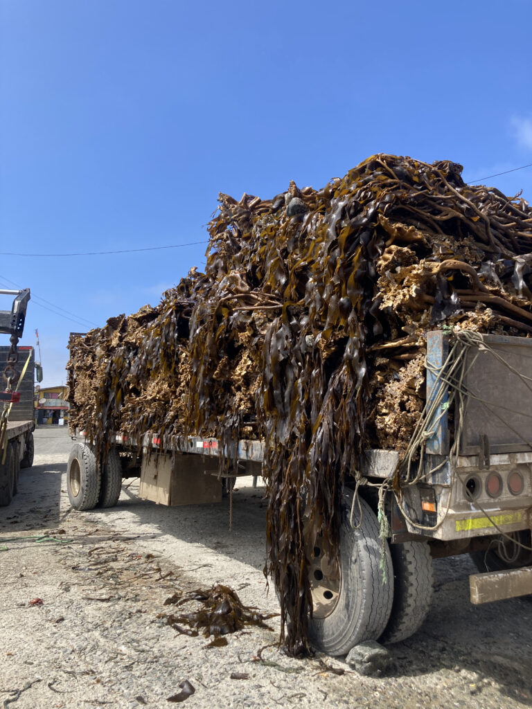 Camiones con toneladas de algas extraidas vía barreteo en Caleta Chañaral de Aceituno, Región de Atacama. Créditos: Tamara Núñez