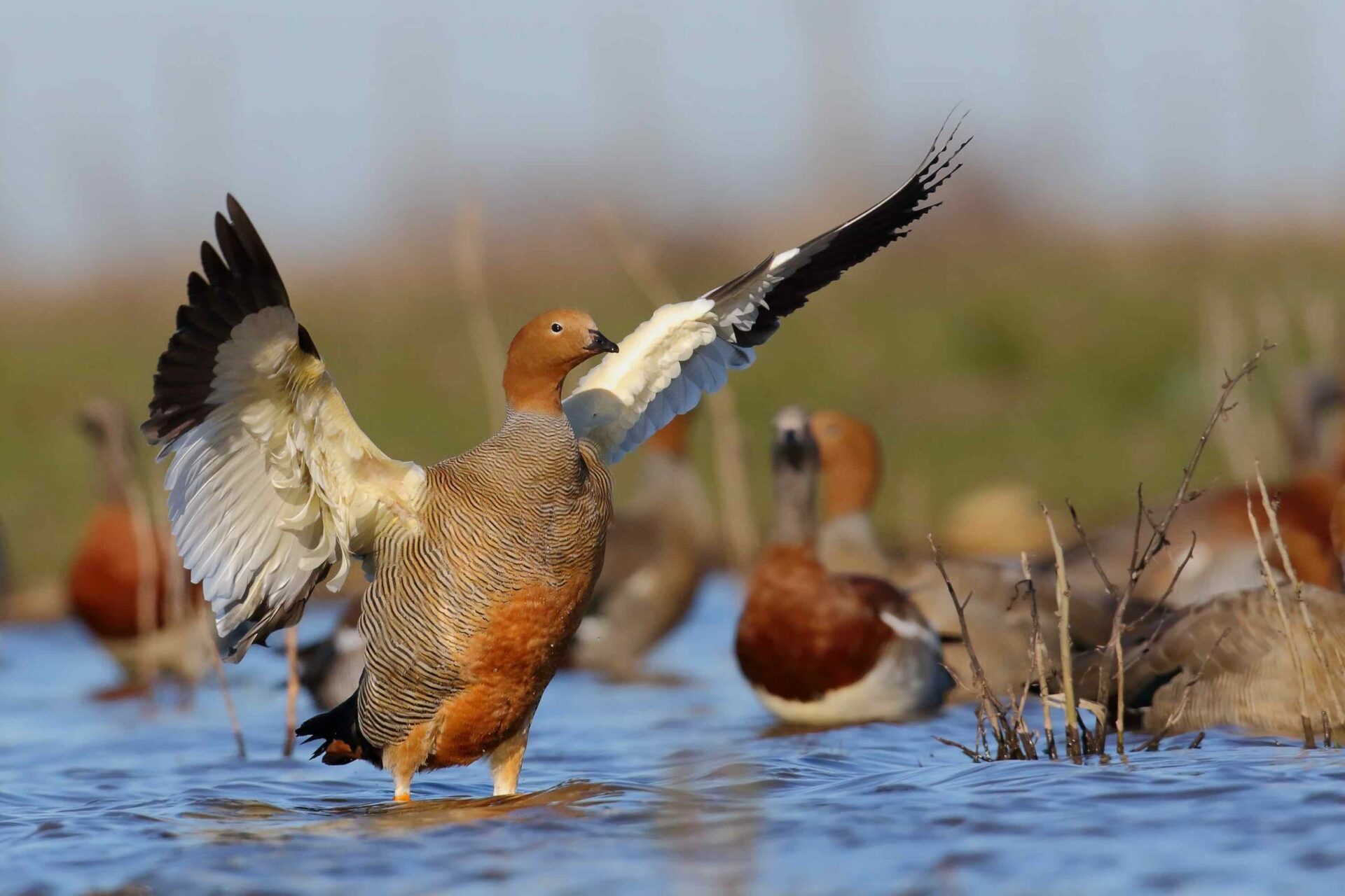 La lucha para salvar al cauquén colorado, un ave en peligro crítico de extinción en Argentina