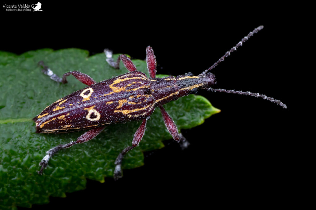 dicordylus-annulifer-belidae