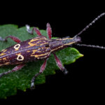 dicordylus-annulifer-belidae