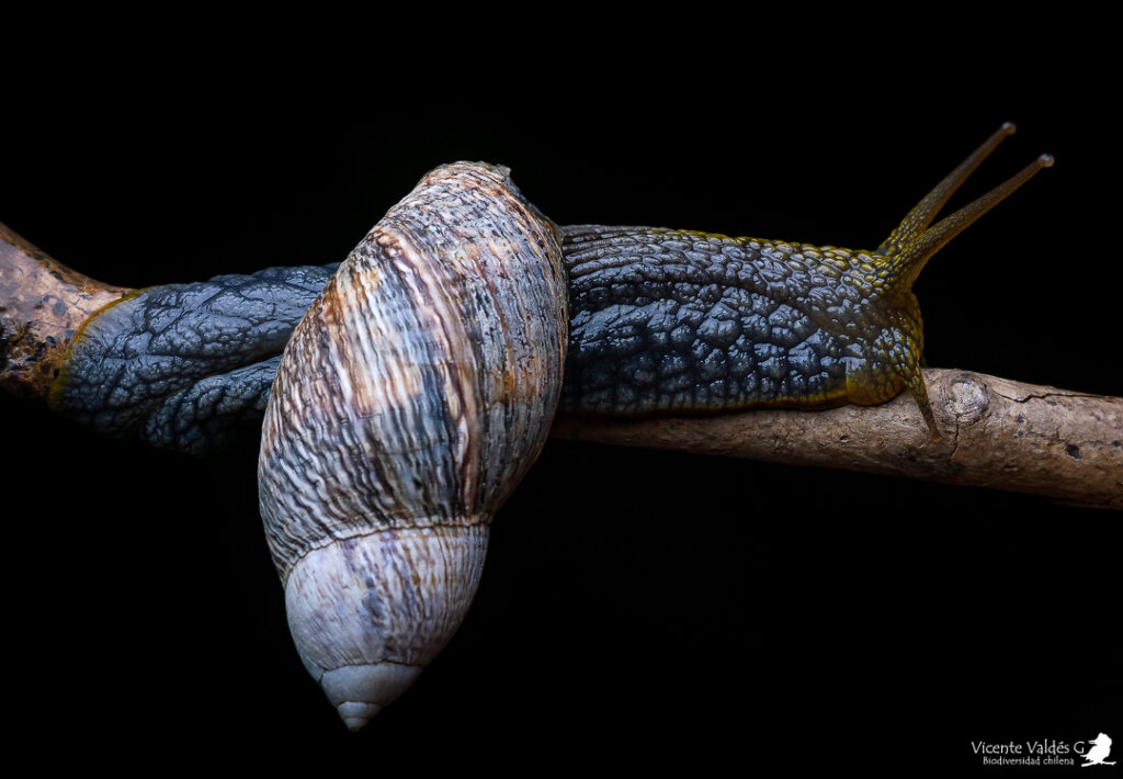 Plectostylus peruvianus. Créditos: Vicente Valdés.