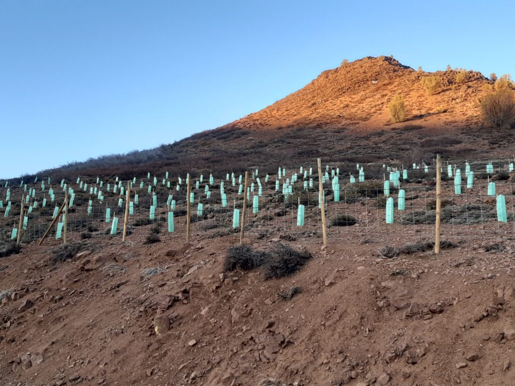 Reforestación y restauración con especies nativas: Paradero, cota 1.800 m s.n.m. Santuario Lagunillas