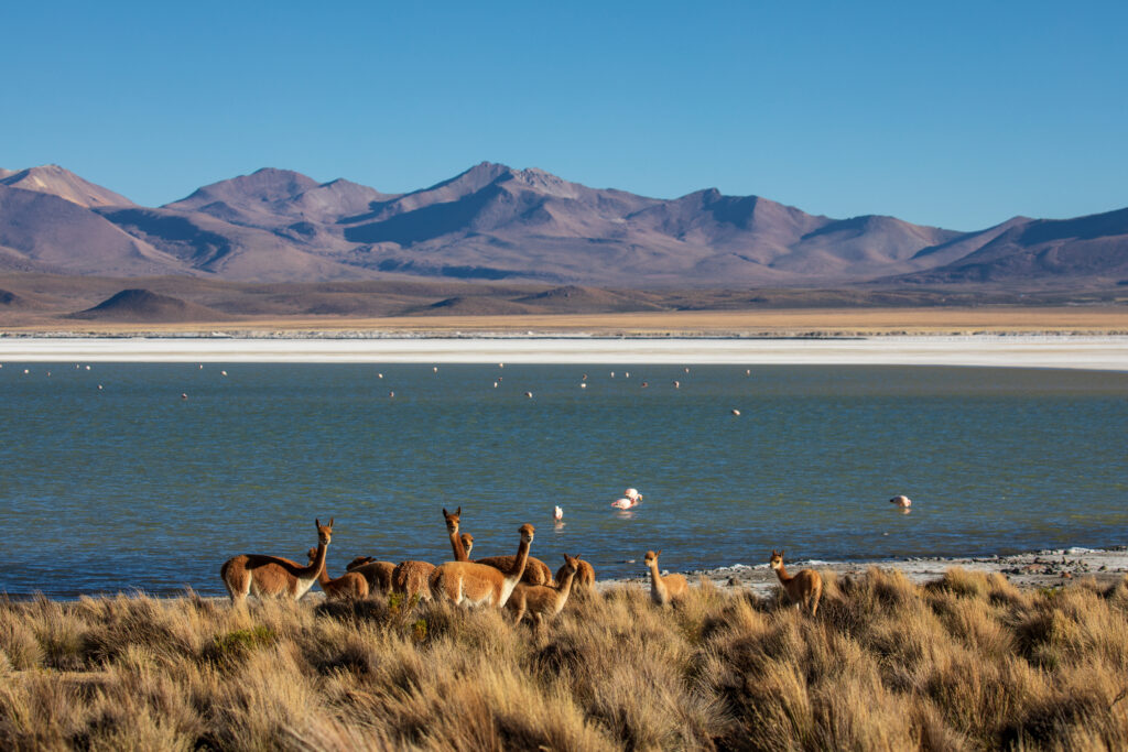 Salar Surire, comuna de Putre, Región de Arica y Parinacota. Créditos: ©Evelyn Pfeiffer