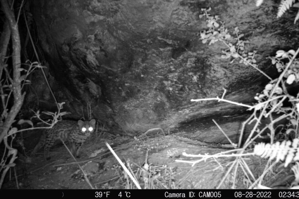 Tigrillo lanudo captado en cámara trampa. Foto: ProCAT.