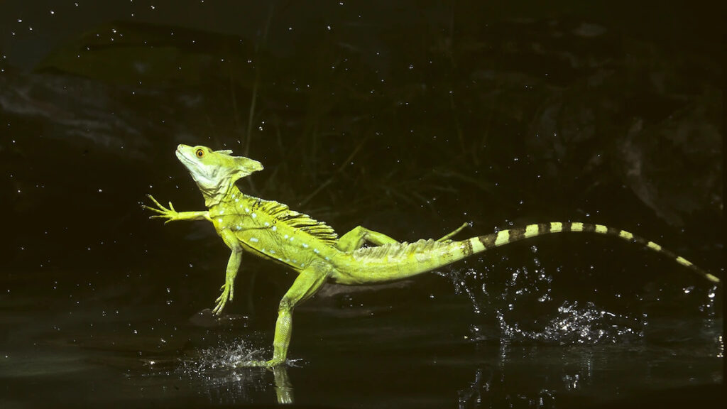 Basilisco corriendo sobre el agua. Créditos: National Geographic